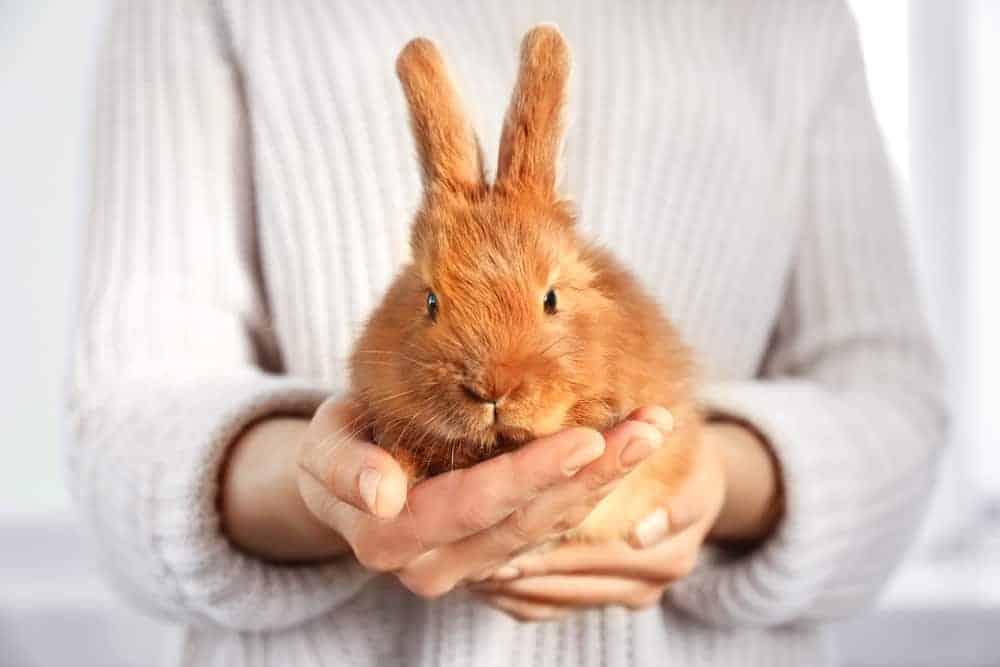 cruelty-free-bunny