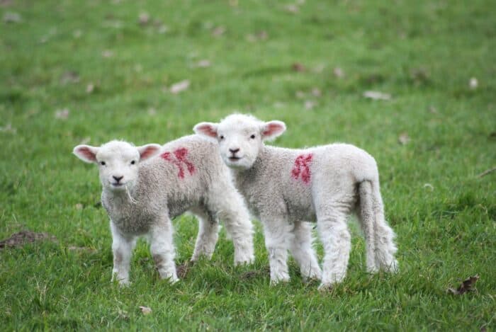 Animal-testing-on-sheeps