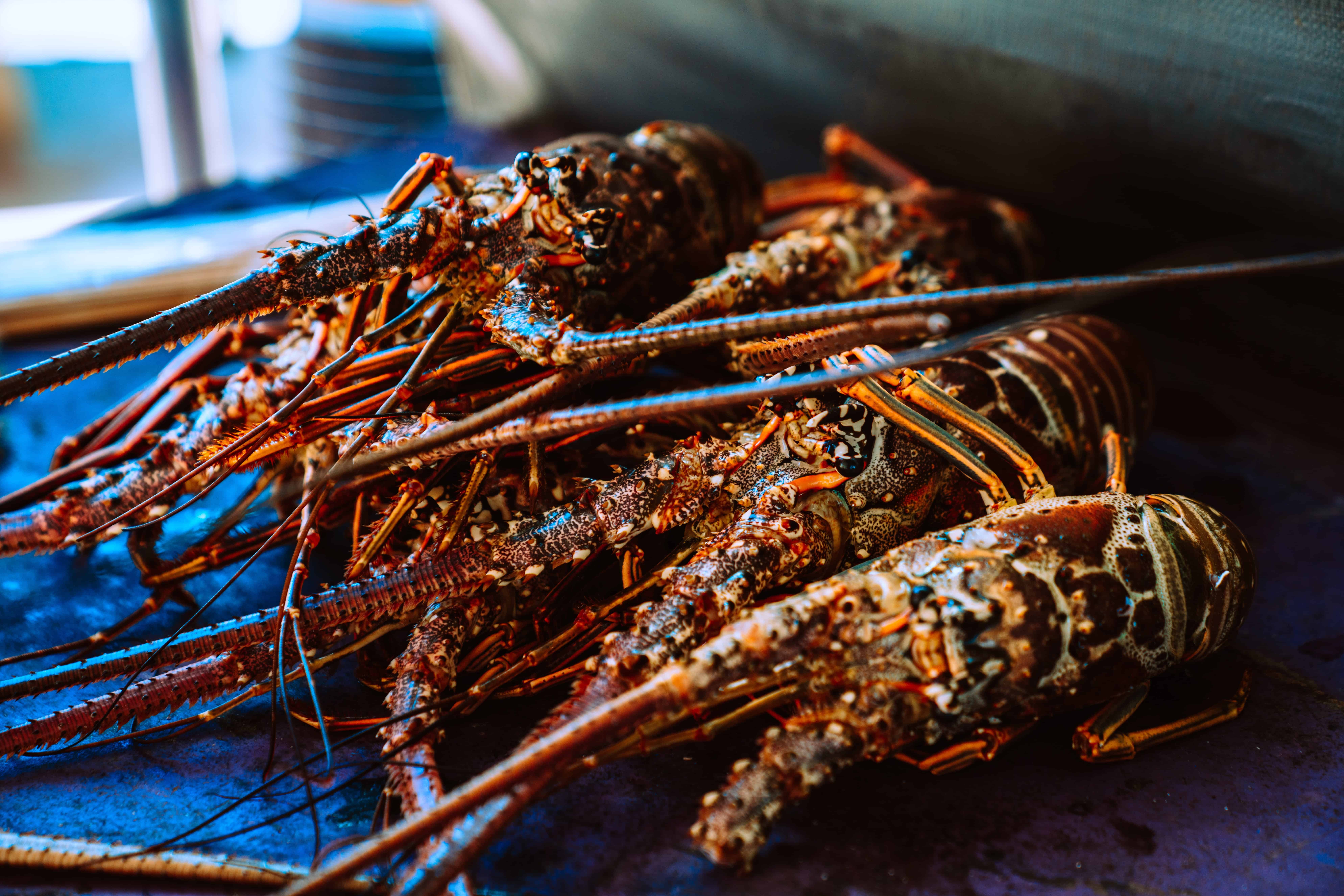 Is It Cruel to Boil a Live Lobster? (Includes Humane Alternatives)