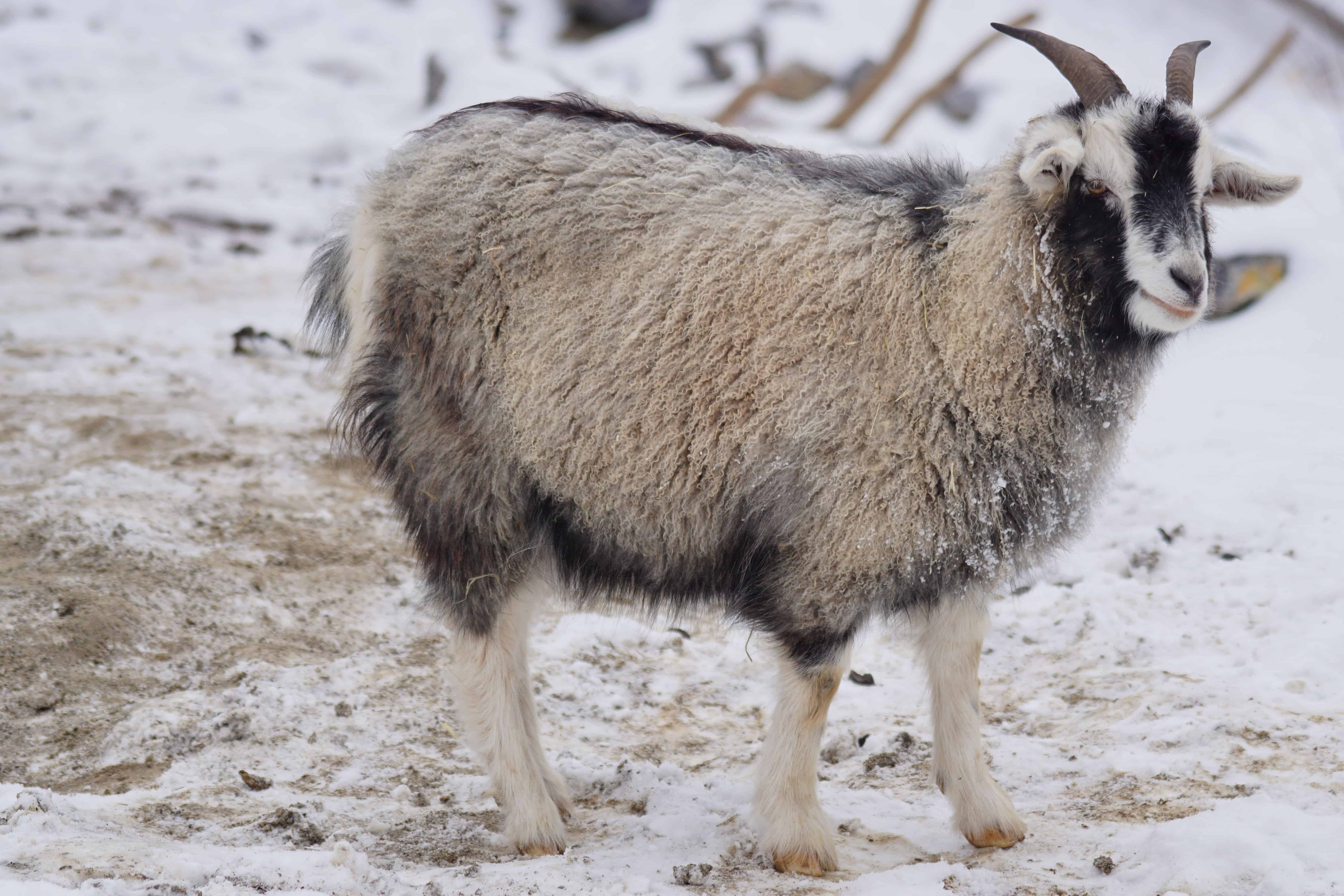 A goat standing in the snow