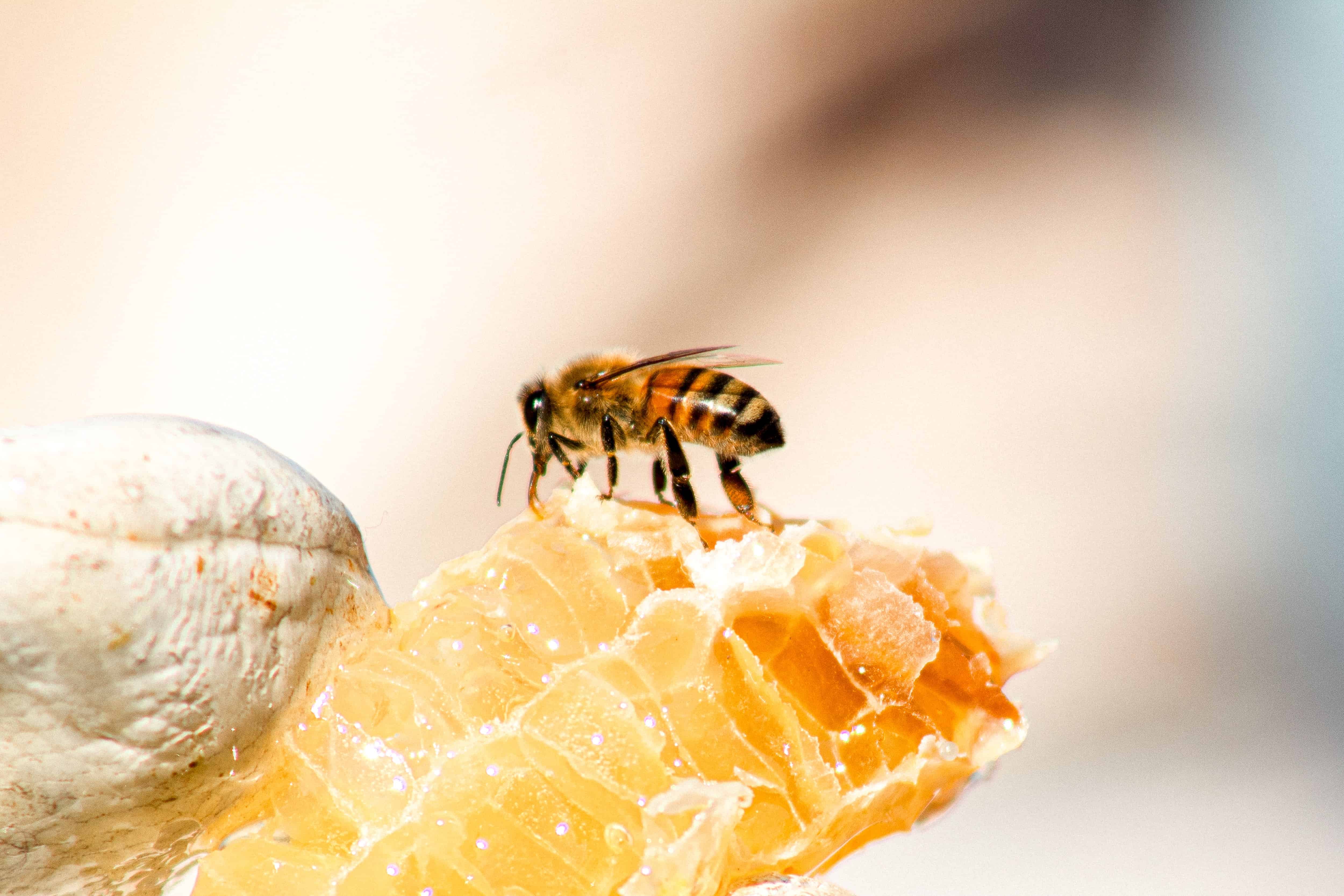 A bee sitting on top of a honey comb