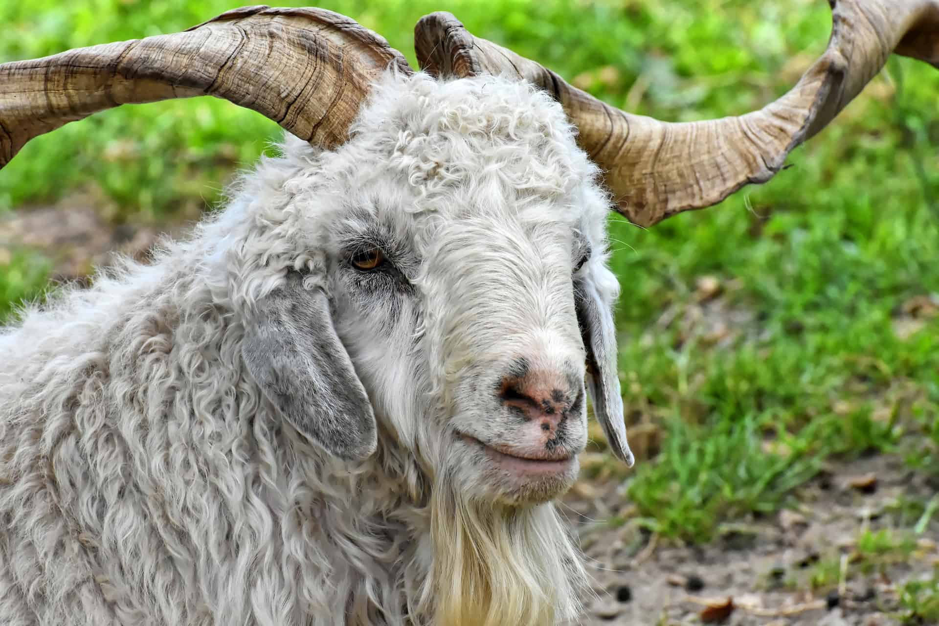 A goat with cashmere wool