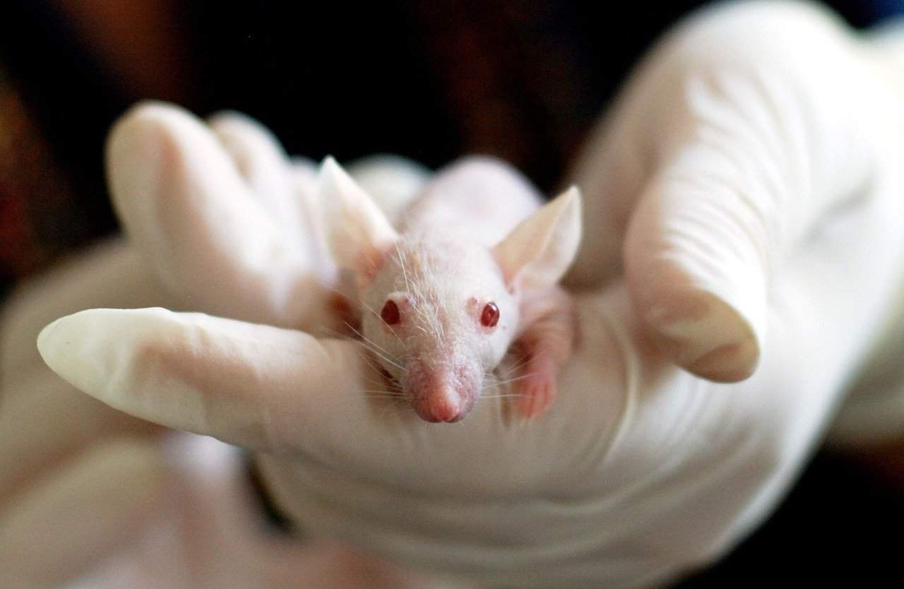 Man holding a mouse after animal testing