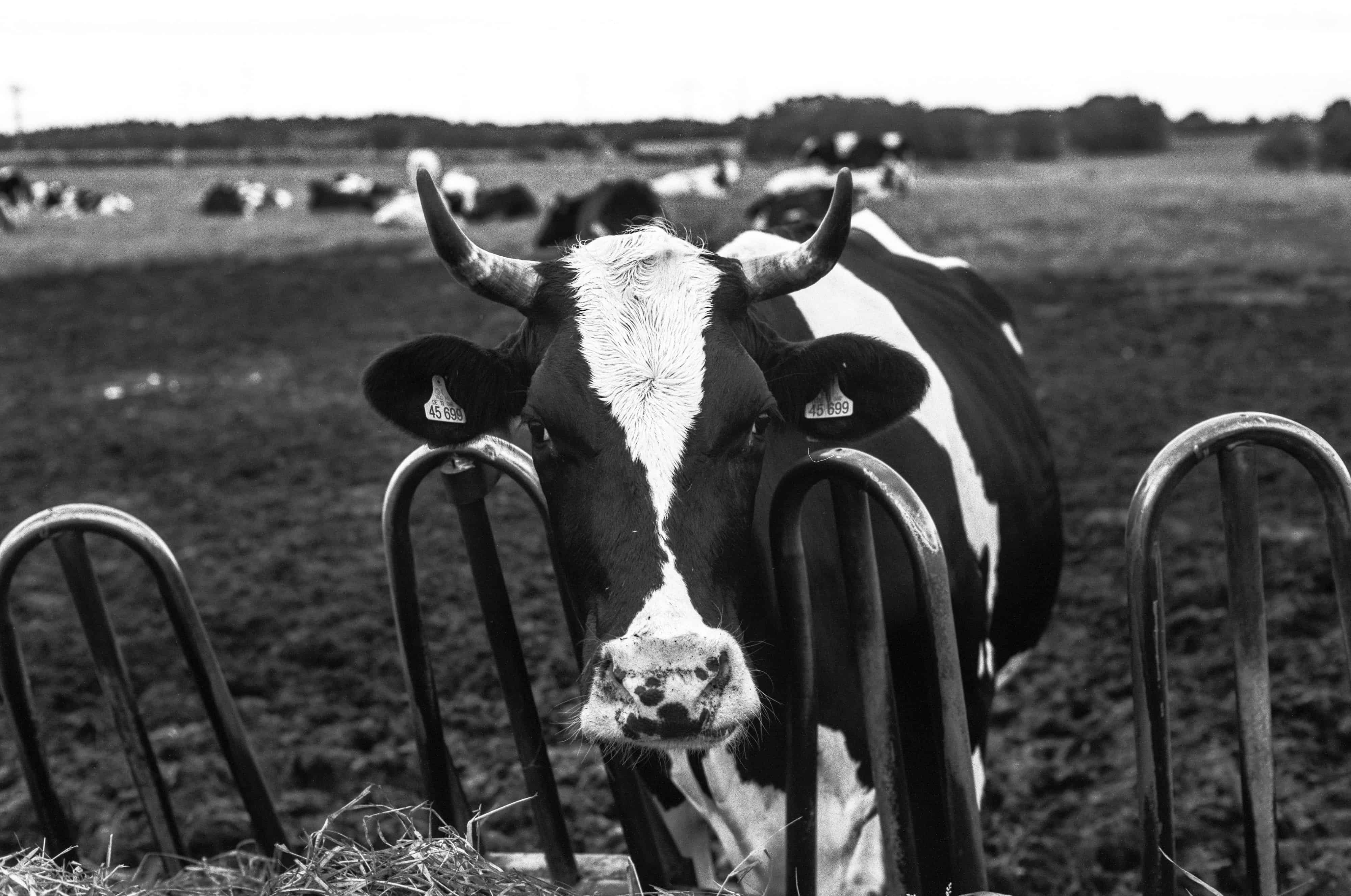 Cow in pen