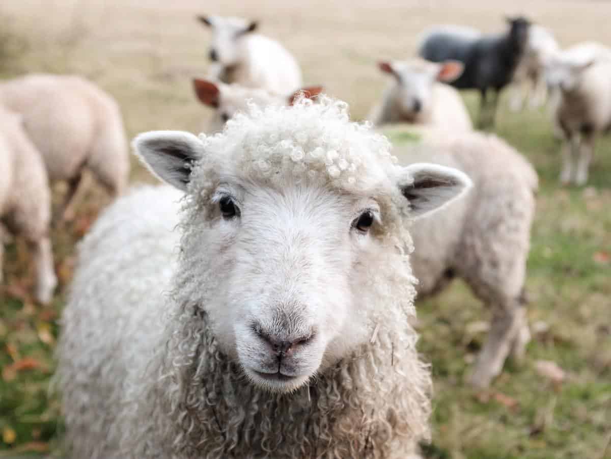 Cruelty-free way of shearing sheep