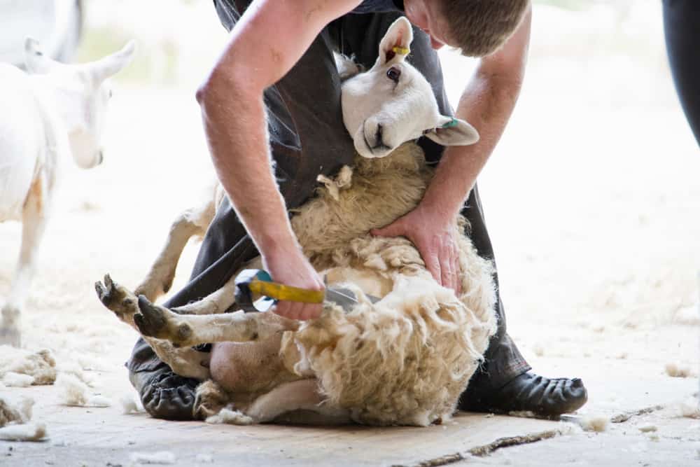 Lanolin being removed from a sheep