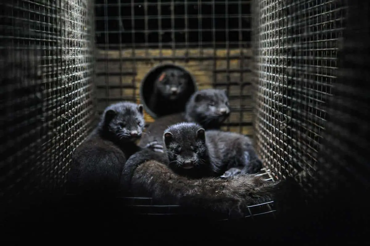 Mink stuck in cages