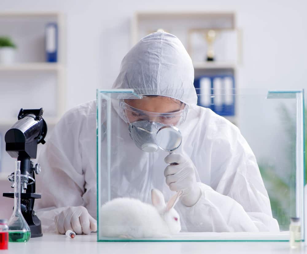 Australian animal testing scientist observing rabbit