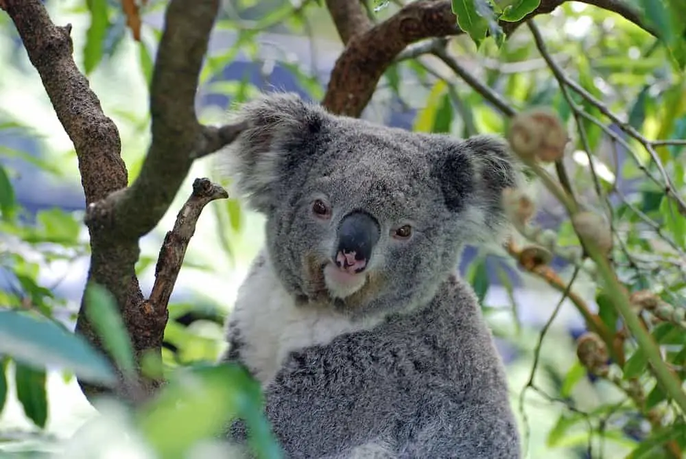 Australian Koala in Tree