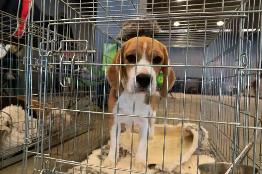 Beagle in cage for animal testing cruelty