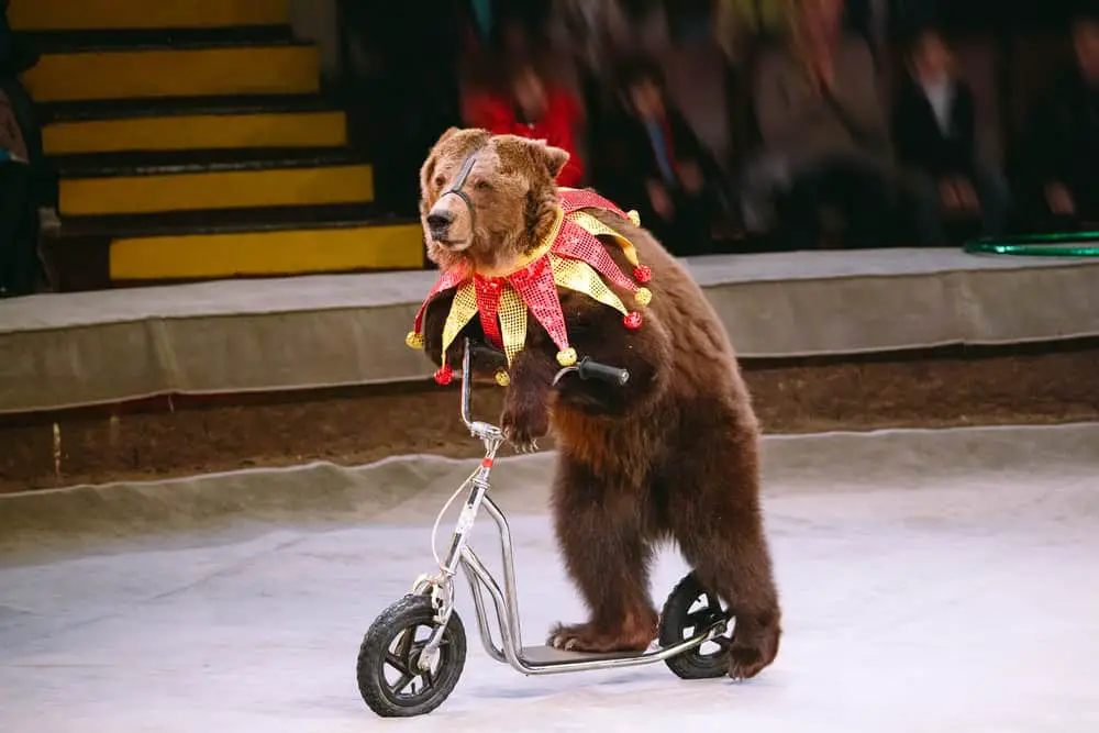 Circus bear riding scooter animal cruelty