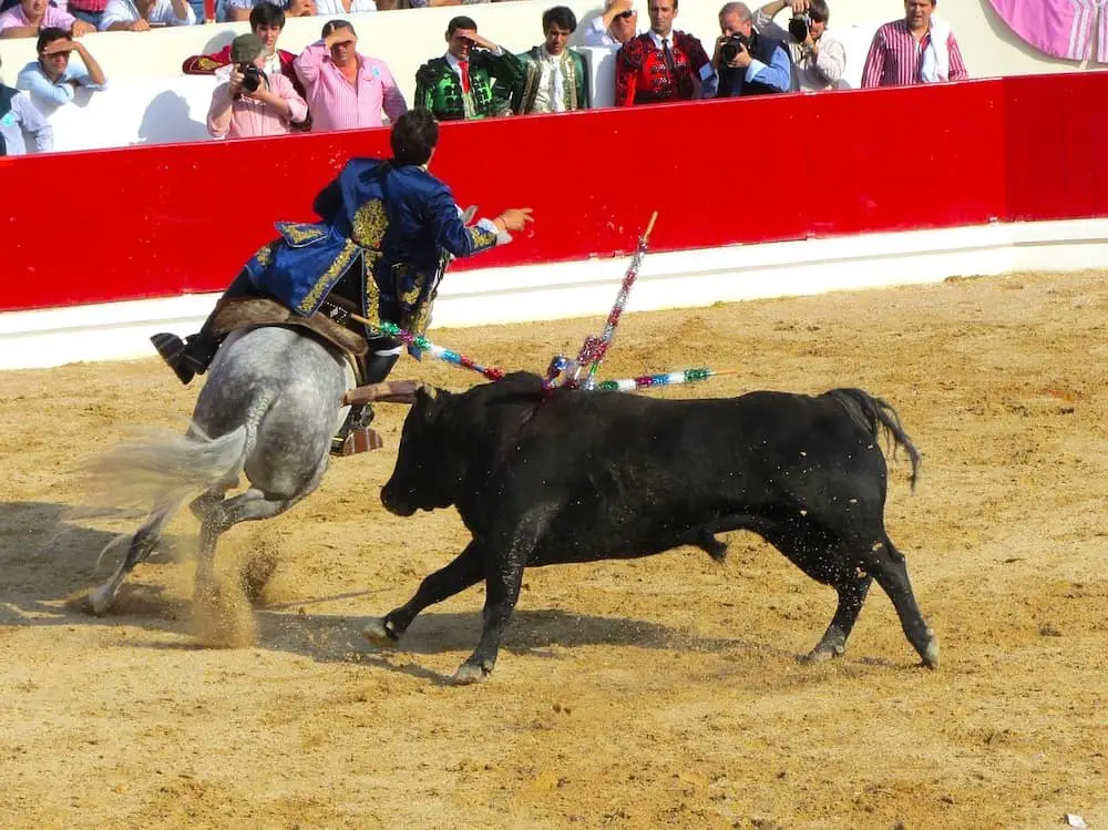 Bullfighting Cruelty Picador with Harpoons