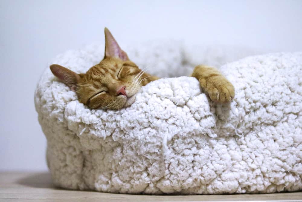 Cat in sheepskin bed