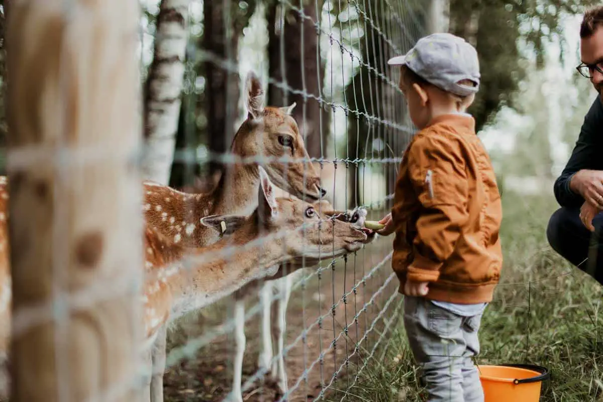 A child feeding animals in a zoo