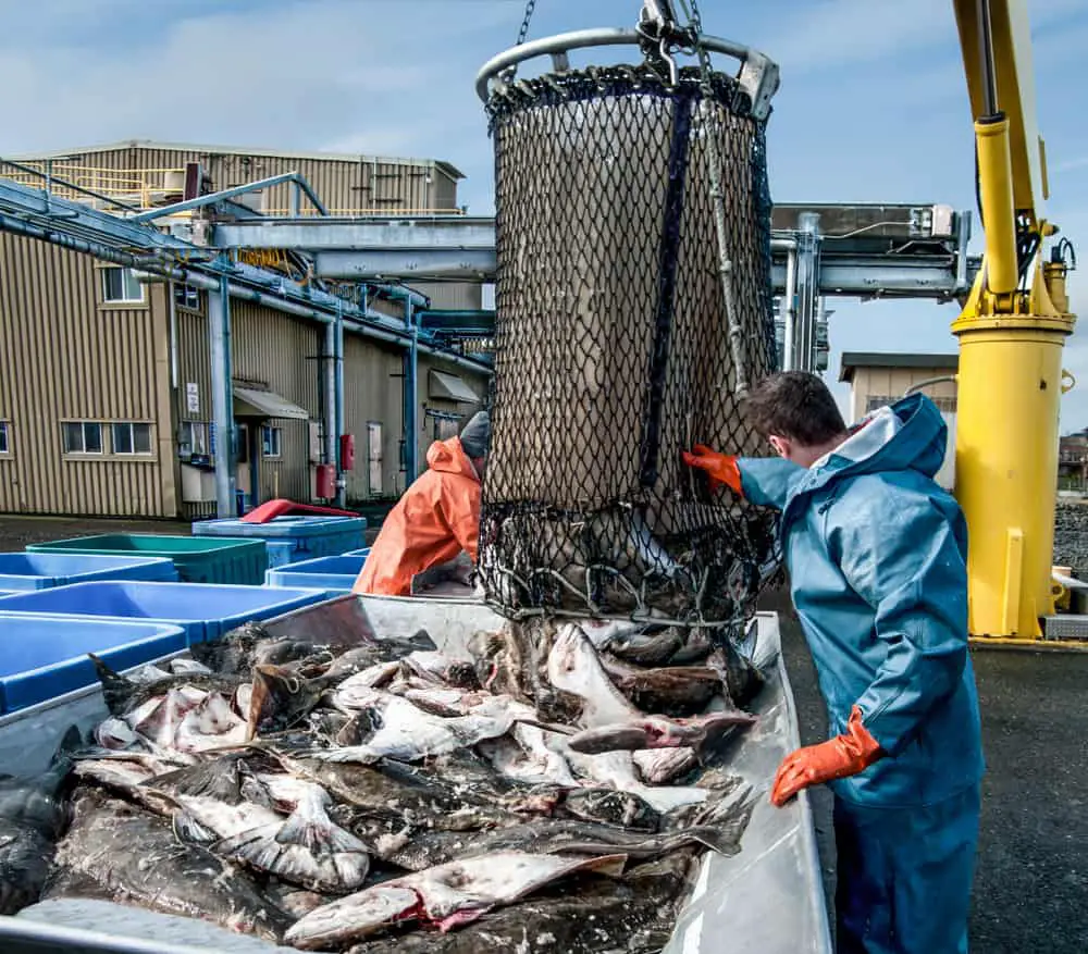 commercial fishing cruelty