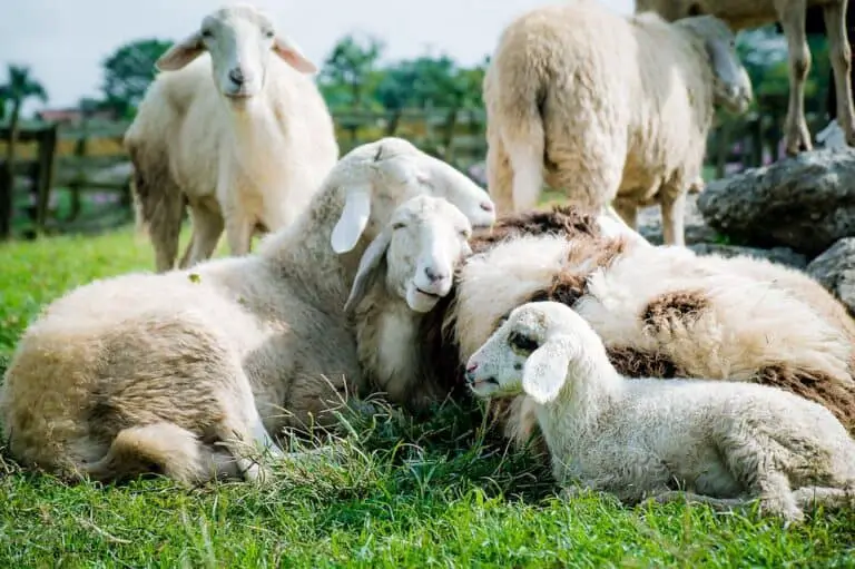 Cruelty Free Sheep In Pasture 768x511 