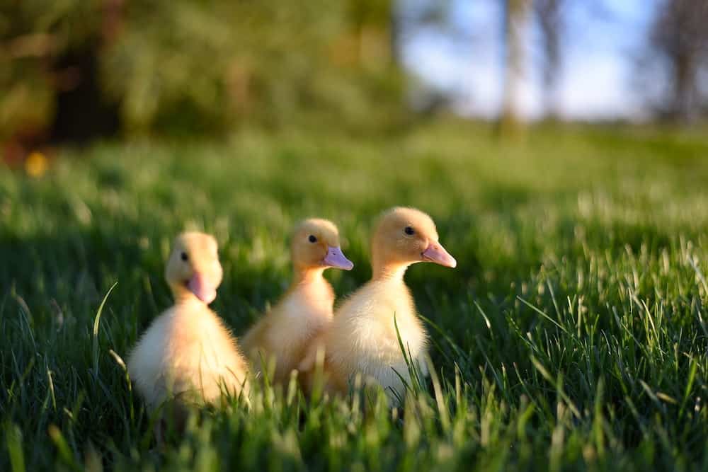Baby ducklings on the grass