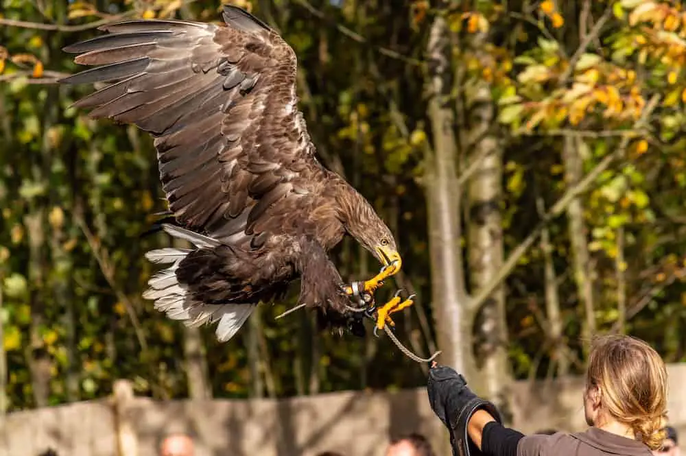 Eagle landing falconry training