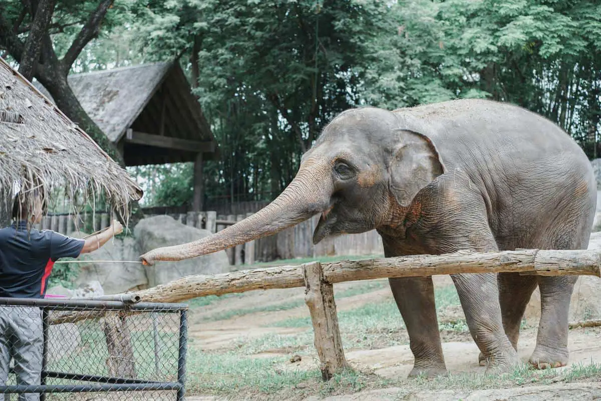 An elephant in an enclosure