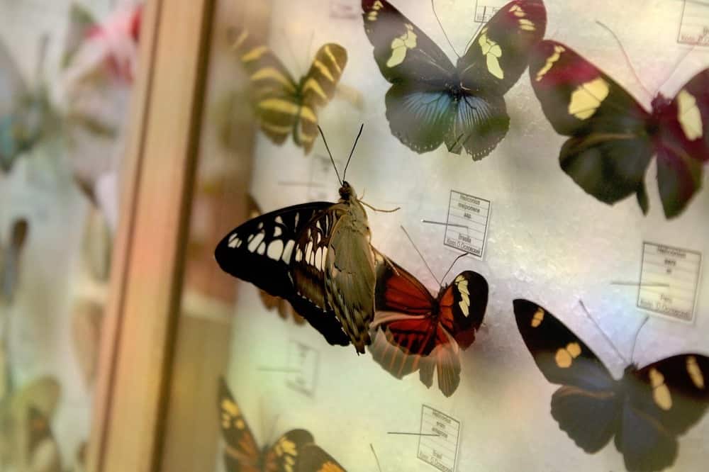 Framed butterflies closeup
