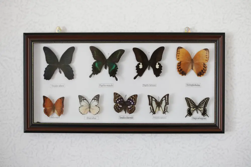 Butterflies in frame