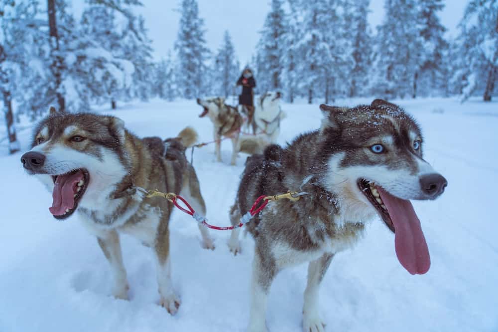 Cruelty free husky sledding in snow