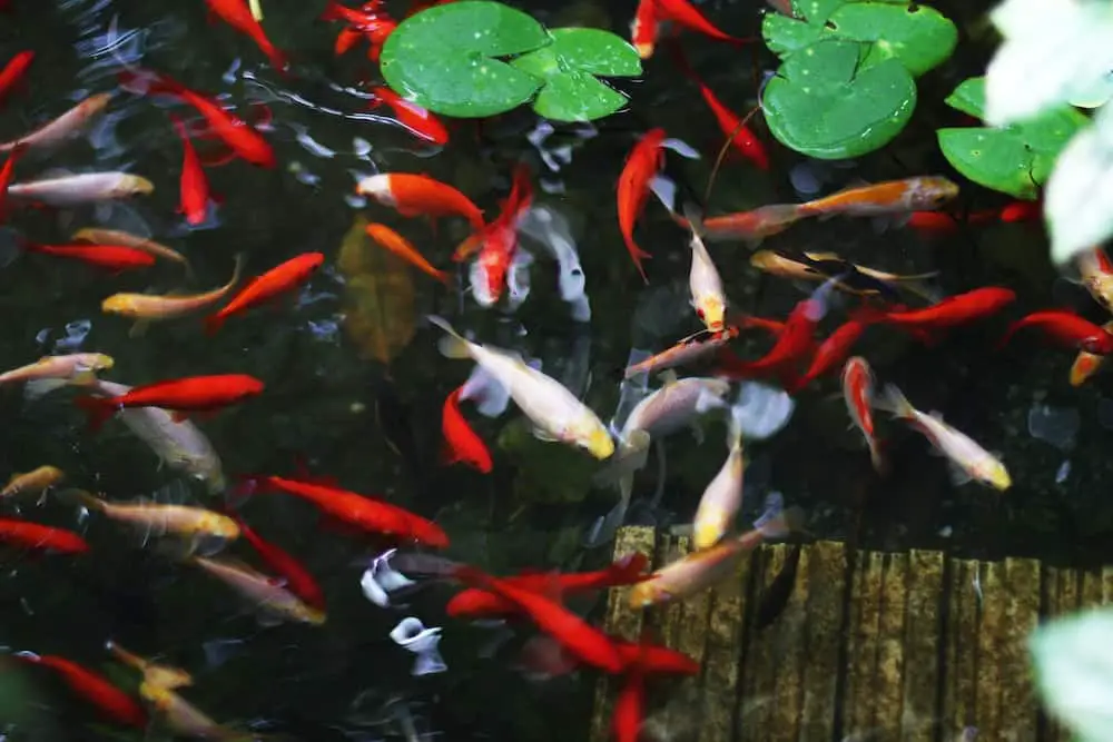 Koi fish pond cruelty-free