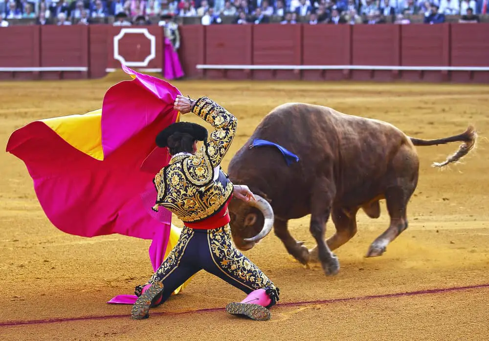 Matador Bullfighting Cruelty