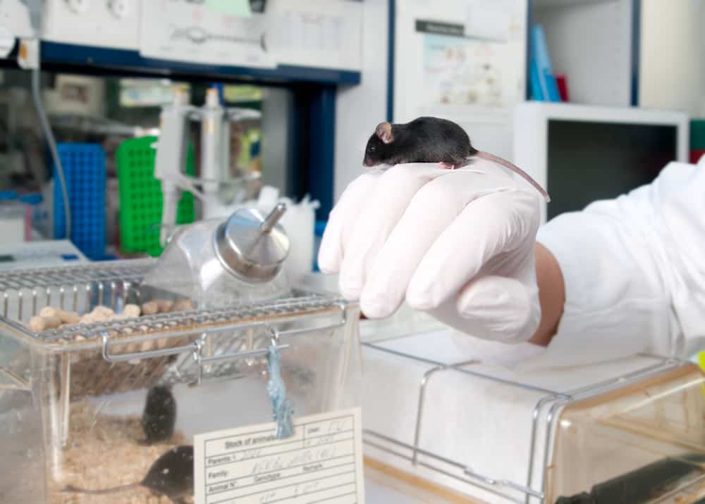 Mice for animal testing cruelty