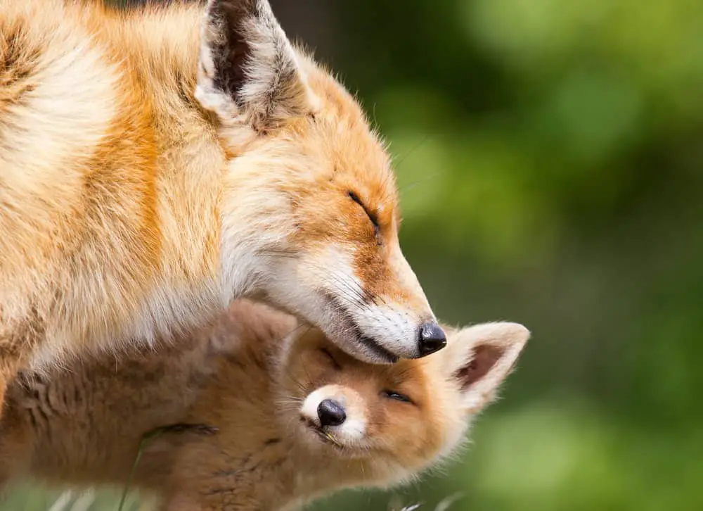 Mother and baby fox
