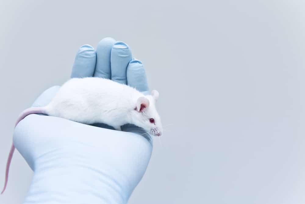 Mouse on scientists glove