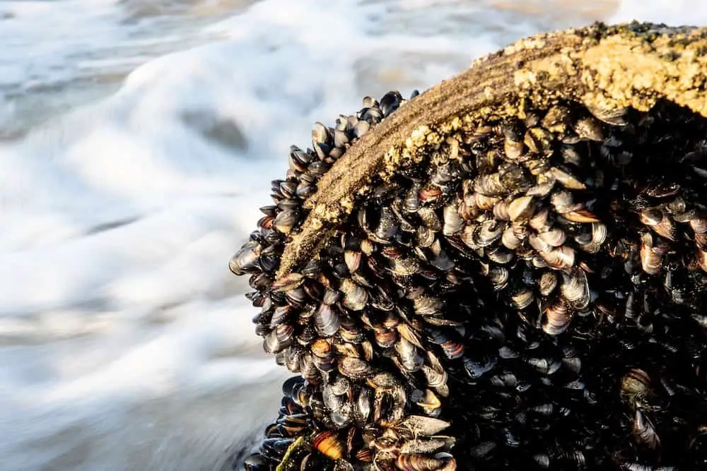 Mussels on rock in the sea