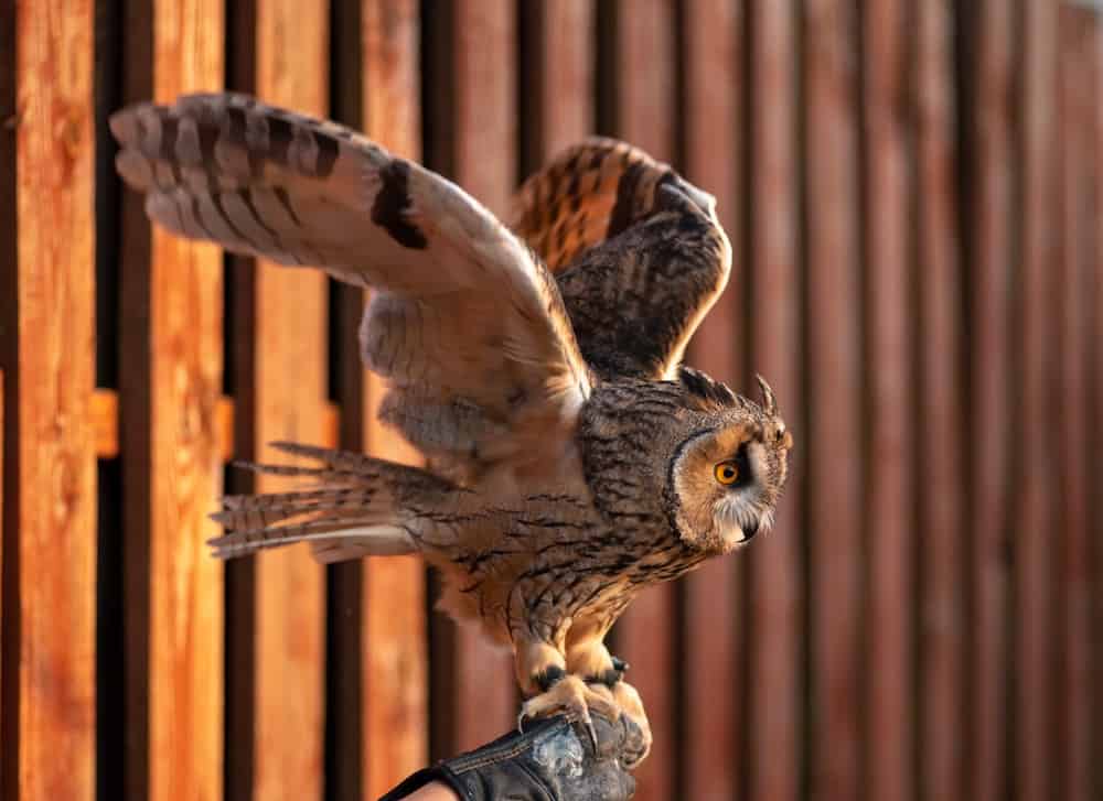 Owl Training Falconry