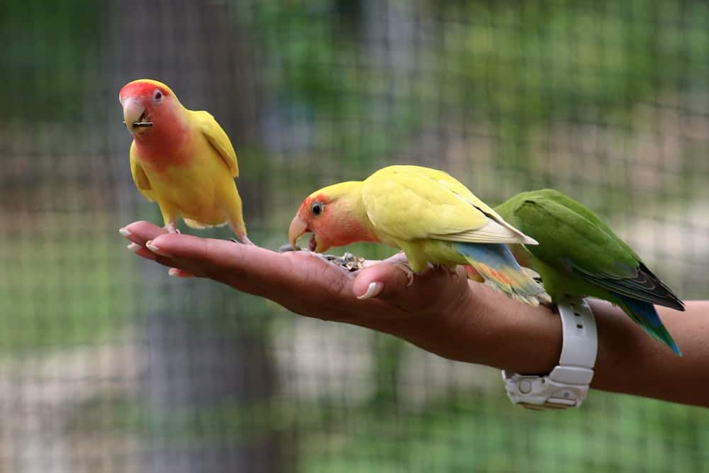 Paraquets or parakeets in hand