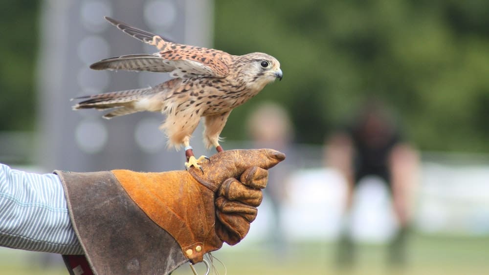 Peregrine Falcon Cruelty-Free Falconry