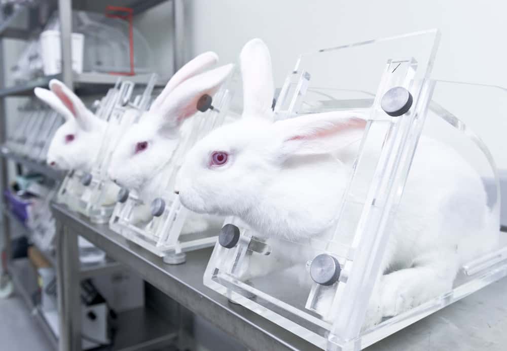 Australian animal testing with rabbits in glass changes
