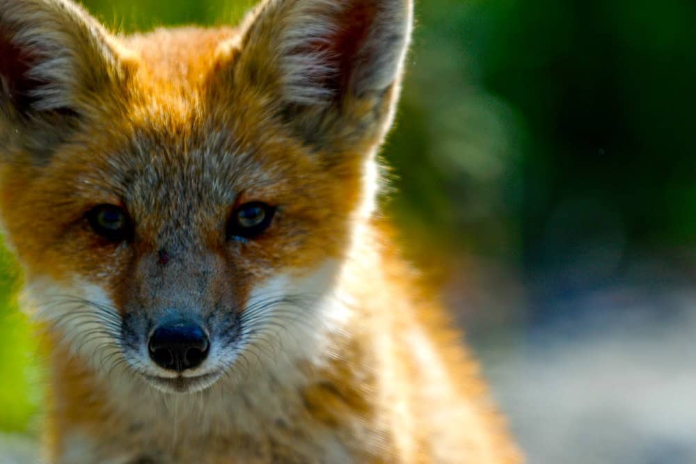 Red Fox Animal Testing UK
