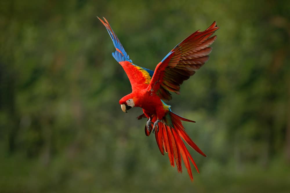 Red macaw in flight