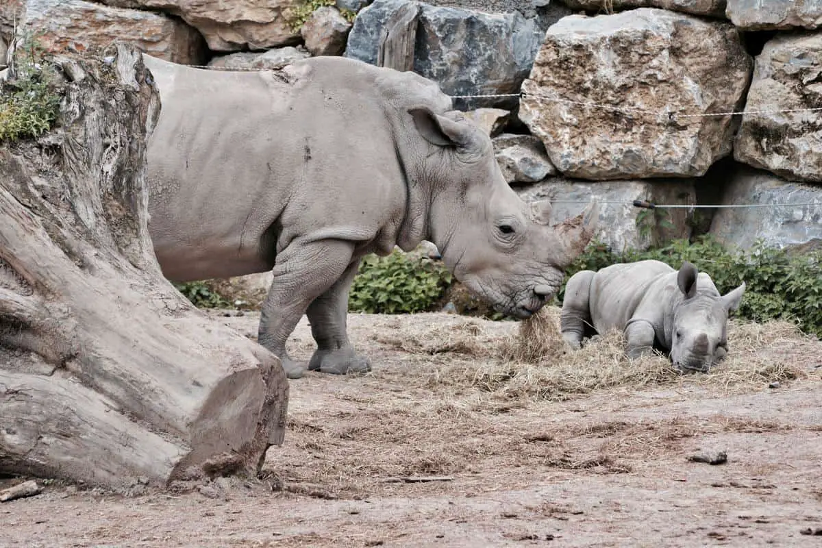 A rhino in the zoo