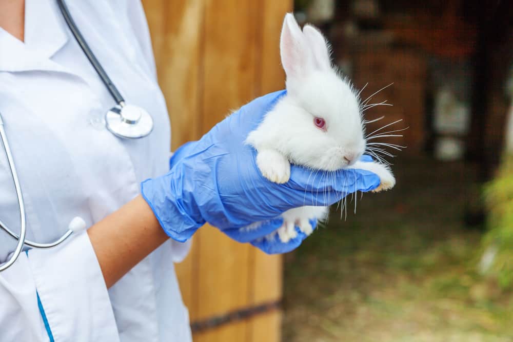 Scientist holding rabbit in hands for animal testing