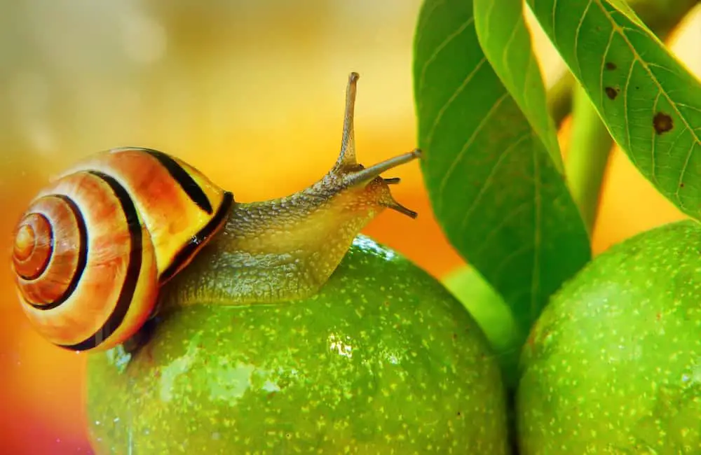 snail slug on apple