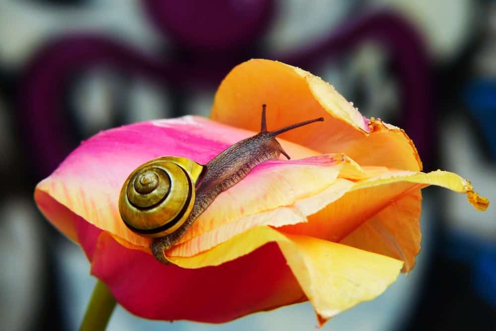 snail slug on rose