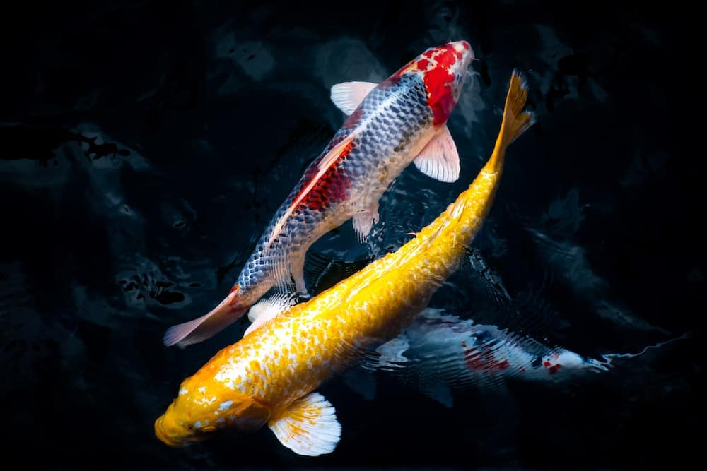 Two koi fish