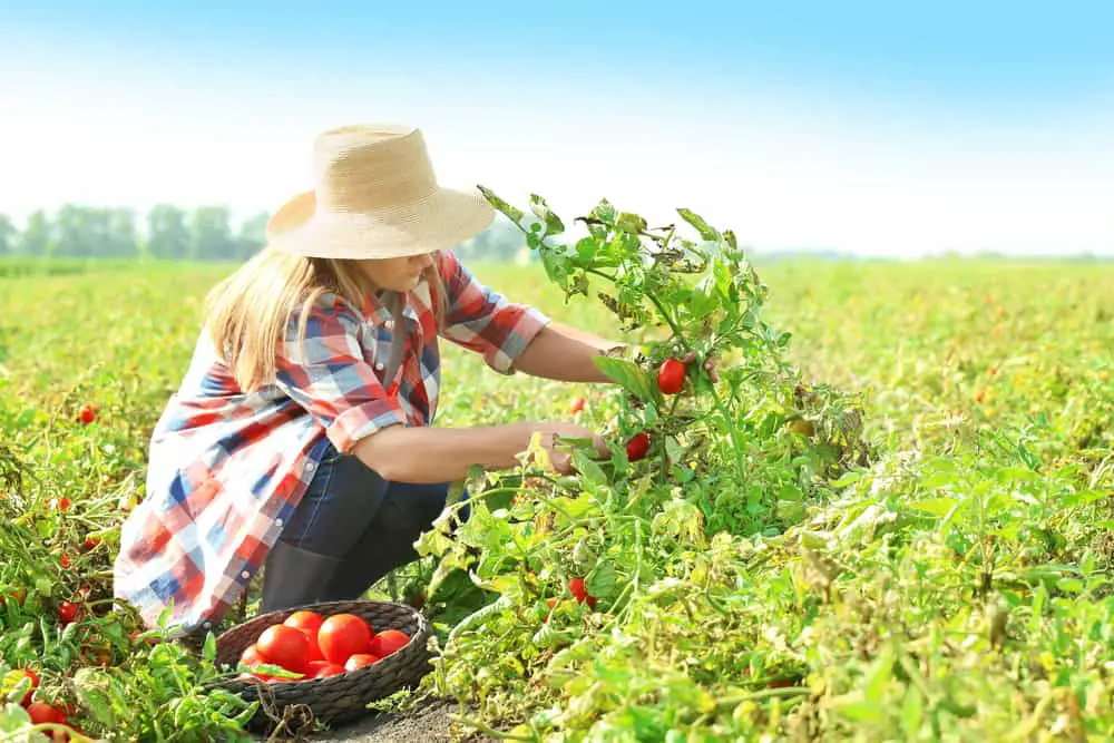 sustainable farming woman picking tomatoes