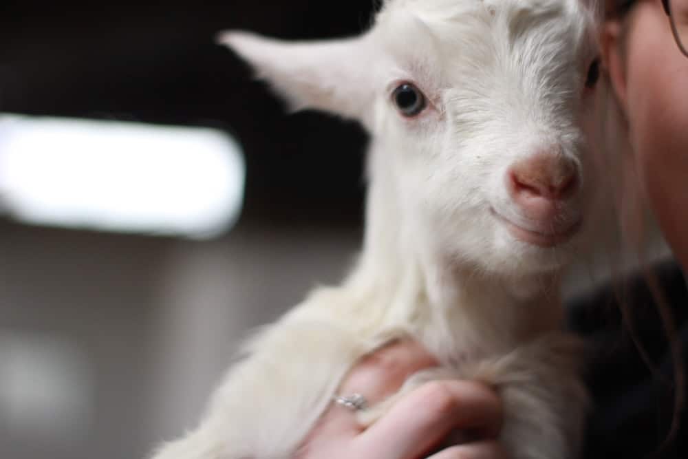 Young lamb being held
