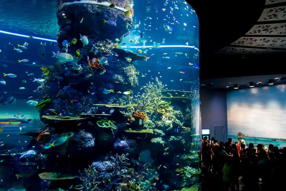 Aquarium tank with fish