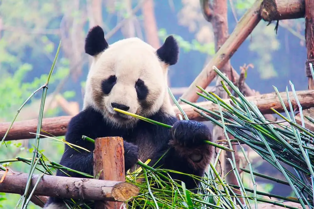 Black and white panda eating bamboo shoots