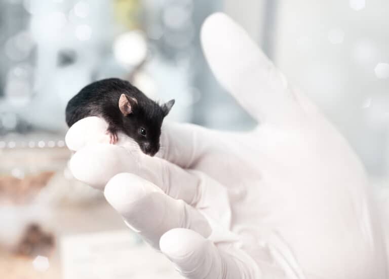 6 Important Animal Testing Facts about Ireland Cruelty Free Soul