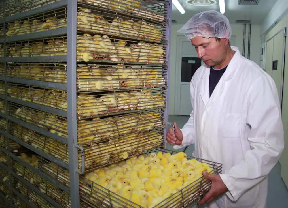 Baby chicks in factory farm incubator