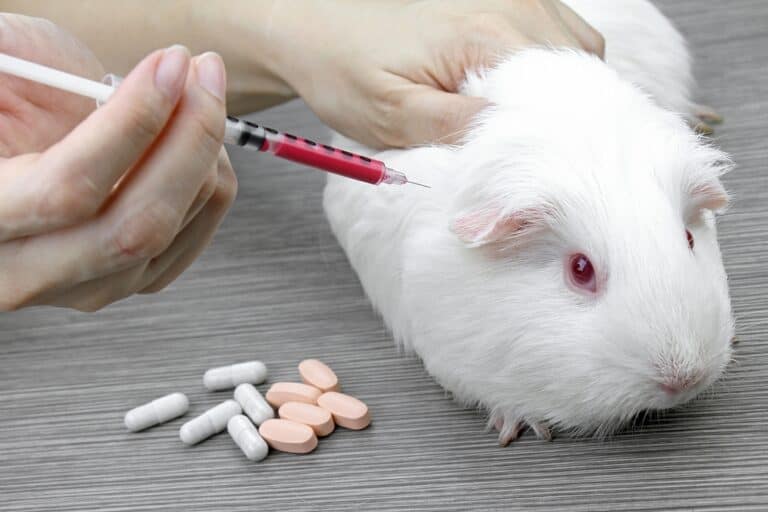 The History of Animal Testing – When Did it Start? (detailed timeline)